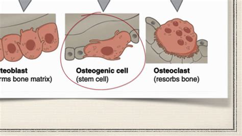 How Are Muscle Cells And Bone Cells Similar? Update