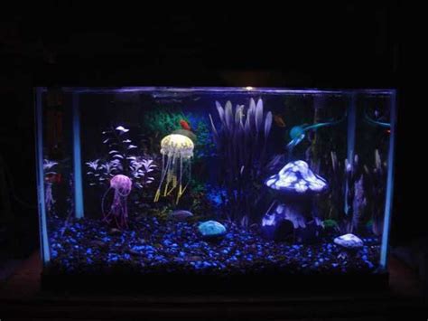 Trending: Jellyfish in the Home Aquarium - RateMyFishTank.com