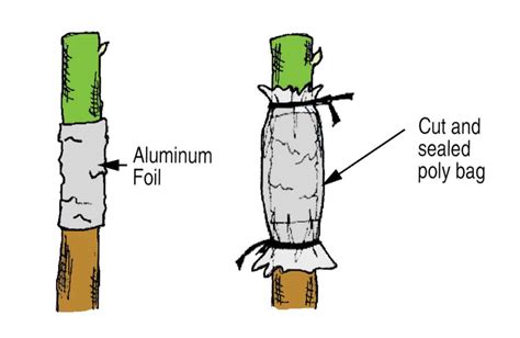 Grafting Types, Four-Flap or Banana Graft