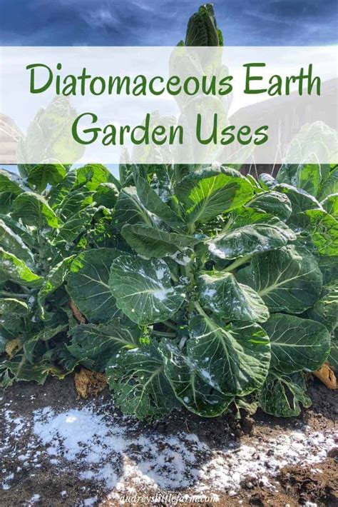 Simple, Effective Diatomaceous Earth Garden Uses - Audrey's Little Farm