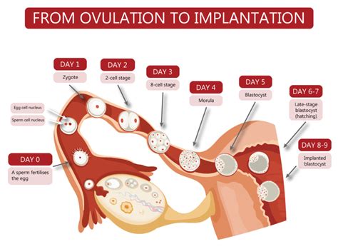 Fertilisation, Implantation and Pregnancy – Fertility Charting