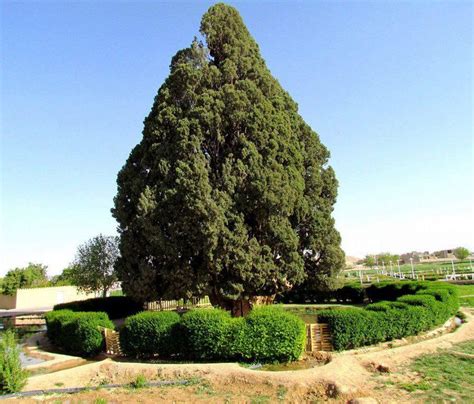 Natural Wonder of IRAN The Cypress of Abarkuh, aka Zoroastrian Sarv Age ...