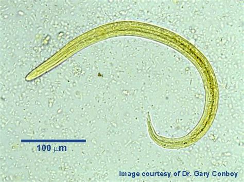 Angiostrongylus vasorum - Learn About Parasites - Western College of Veterinary Medicine ...