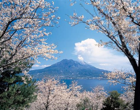 Enjoy Kagoshima's Cherry Blossoms!