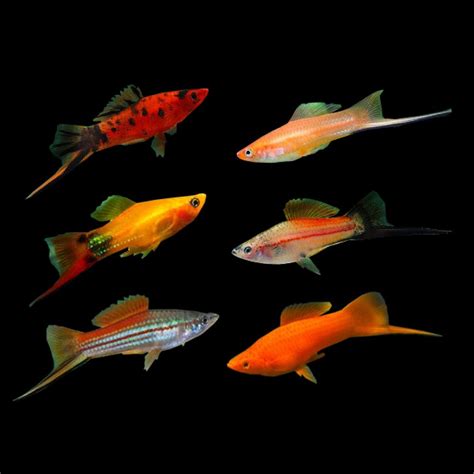 Assorted Swordtail – Fishtank