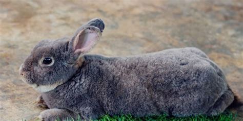 Continental Giant Rabbits for Sale In The US: Price and List of Breeders