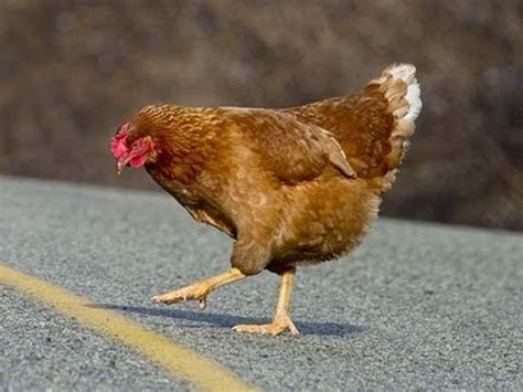 Chicken Cross The Road