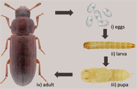 Gene Editing in Tribolium Castaneum - Lifeasible