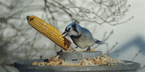 What Do Blue Jays Eat? 8 Favorite Foods! - Birdwatching Buzz