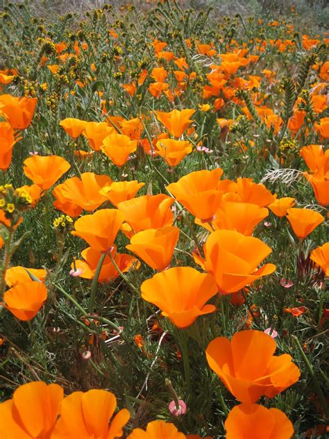 L.A. Places: Antelope Valley Poppy Reserve