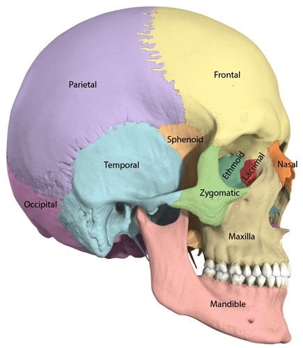 Bone anatomy Flashcards | Quizlet