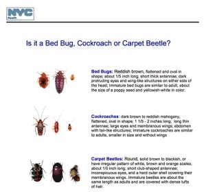 30+ Carpet Beetle Bites Vs Bed Bug Bites PNG - Carpet Beetle New 2021