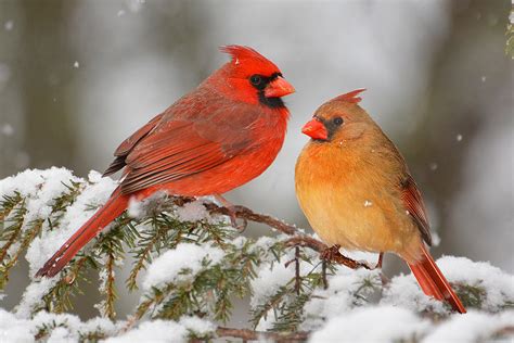 Cardinal Pair Photograph by Alan Lenk