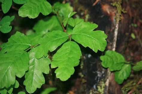 Western Poison Oak | Western Poison Oak (Rhus diversiloba) n… | Flickr