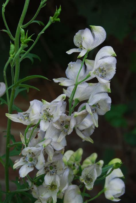 Aconitum 'Stainless Steel' Woodland Garden, Garden Plants, Gardens ...