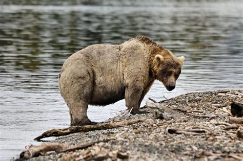 Fat Bear Week emerges from scandal to crown a new champion Tuesday - Alaska Public Media