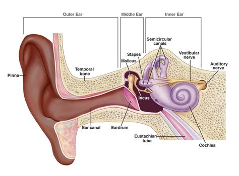 Anatomy Of Human Ear Hammer Anvil And Stirrup