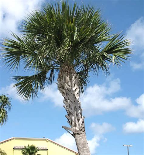 How to Grow the Cabbage Palm Tree (Sabal palmetto)