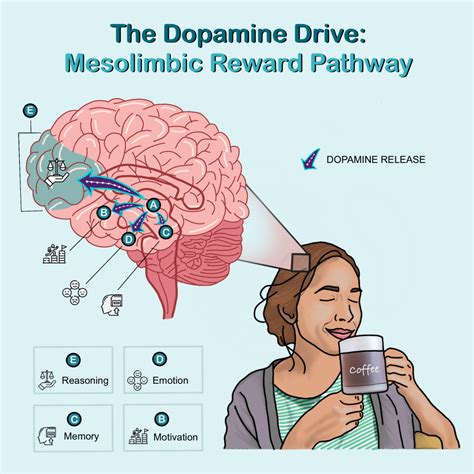 Dopamine Pathways In The Brain