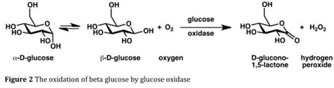 The Life-Preserving Power of an Enzyme and the Oxidation Reaction - Early Navigation through ...