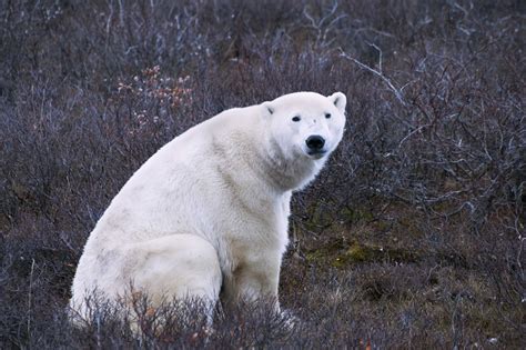 Polar bears, rain, fog and snow on the way - Churchill Polar Bears