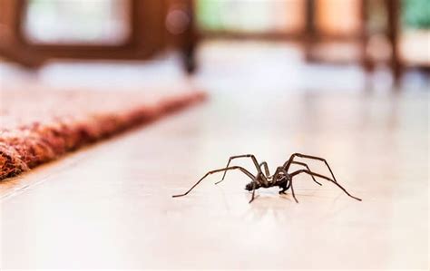 Blog - Six Effective Tips To Control House Spiders