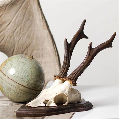 Norman Wright on Instagram: “Roe deer antlers start at just £19.95 at www.theweirdandwonderful ...