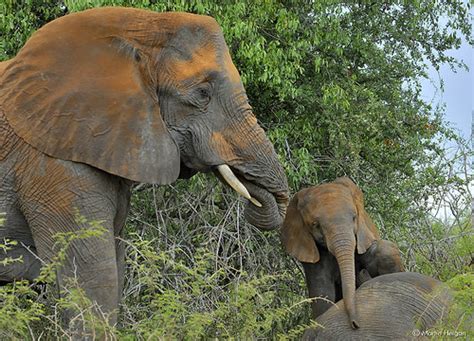 Playful elephant calf | A cute little Elephant calf playing … | Flickr