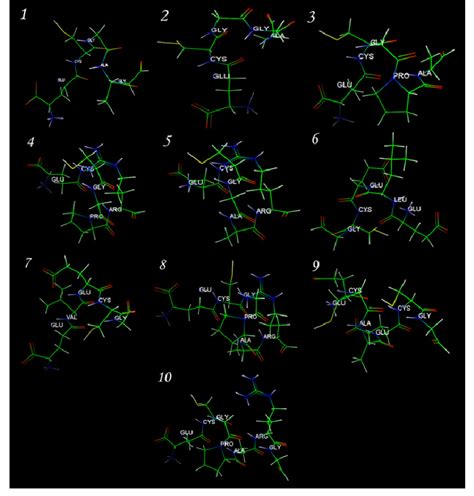 The spatial structure of 10 oligopeptides by software modelling ...