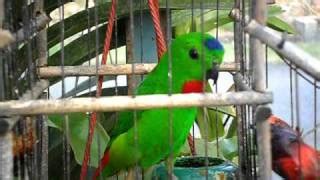 Gambar Mengenal Burung Serindit Sula Gue Foto Gambar di Rebanas - Rebanas