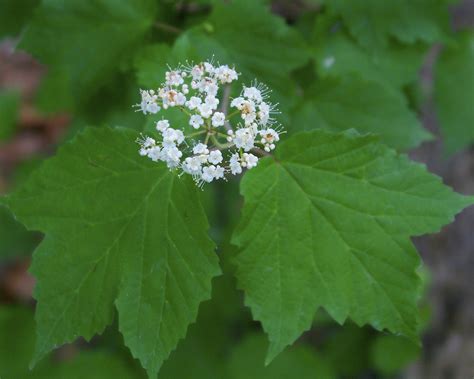 Mapleleaf Viburnum | Viburnum acerifolium | Dan Mullen | Flickr