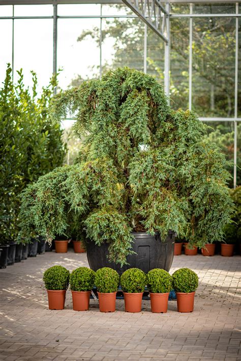 Cedrus atlantica Glauca Pendula - Pavilion Specimen Plants