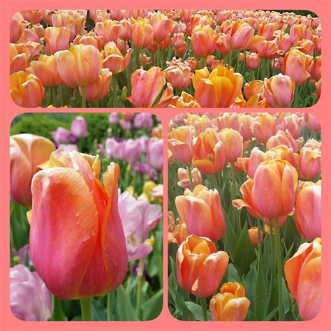 Spring tulips Spring Tulips, Plants, Photography, Photograph, Fotografie, Photoshoot, Plant ...