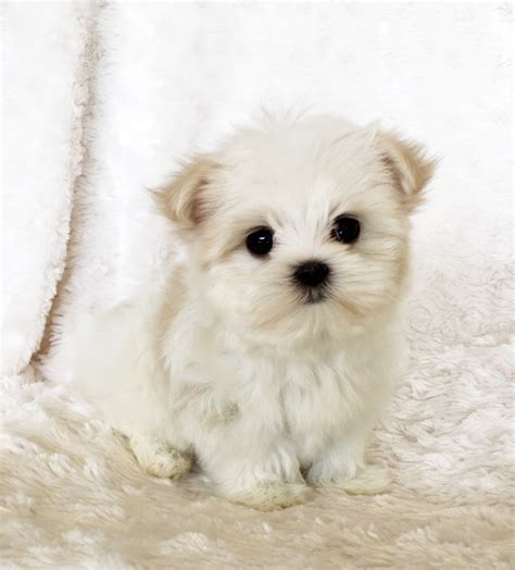 Teacup Maltipoo Puppy for sale! California | iHeartTeacups