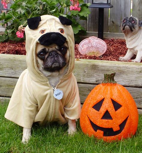 Pug in Halloween costume photo and wallpaper. Beautiful Pug in ...