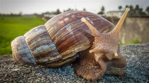 Giant African land snail infestation prompts quarantine and treatment area in Broward County ...