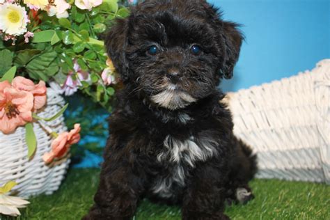 Lhasa-Poo Puppies For Sale - Long Island Puppies