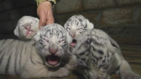 Cute! Four rare white Bengal tiger cubs born at Yalta Zoo - YouTube