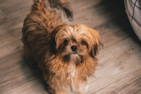 What’s in a Name? 20 Unique Shih Tzu Names with Meaning - Shih Tzu Buzz