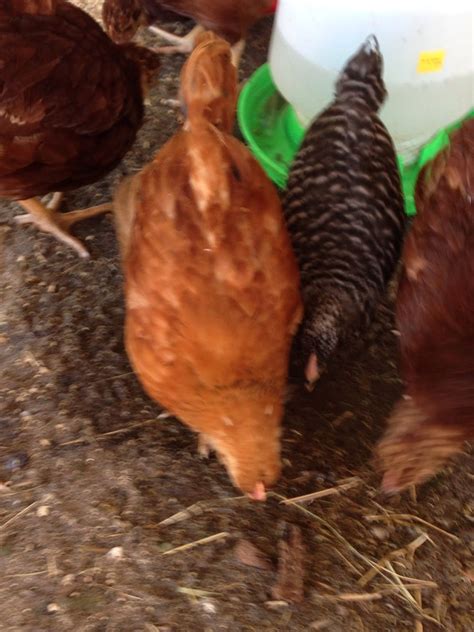 Red Star Rooster or Hen | BackYard Chickens - Learn How to Raise Chickens