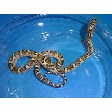 White Sided Black Rat Snake – baby – Strictly Reptiles Inc.