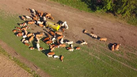 Aerial View Of Moving Cows. Cattle Herd From Bird Eye View. Drone ...