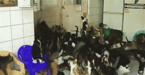 Prison GIF - Find & Share on GIPHY