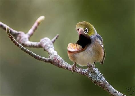 Birds with human teeth. | Funny Leap | Hybrid animal, Animals, Weird birds