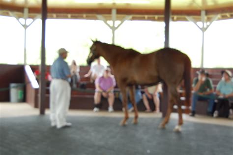 Reflections from the Road: Kentucky Horse Park, Lexington, Kentucky