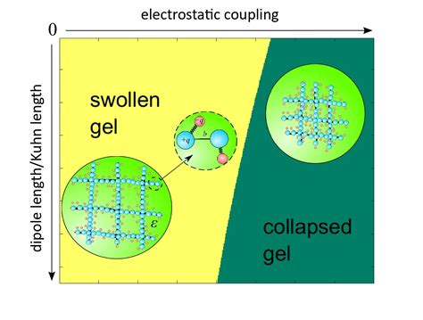 Researchers develop microscopic theory of polymer gel