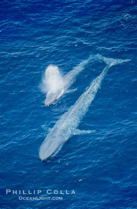 Aerial Photo of blue whale mother and calf, Balaenoptera musculus, San ...