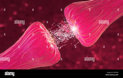 Neuronal and Synapse Activity animation showing chemical messengers or ...