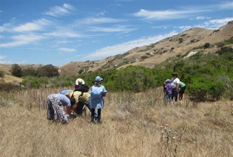 Friends of the Island Fox: Restoring native Habitat for Island Foxes Part 2