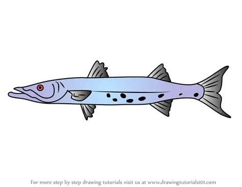 How to Draw a Barracuda Fish (Fishes) Step by Step ...